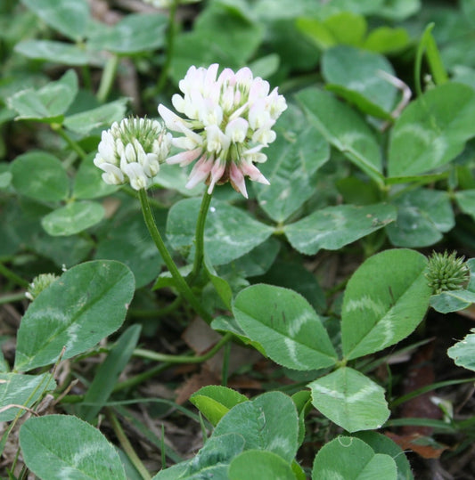 Clover, Louisiana S-1 White with Endurinoc (50 pounds