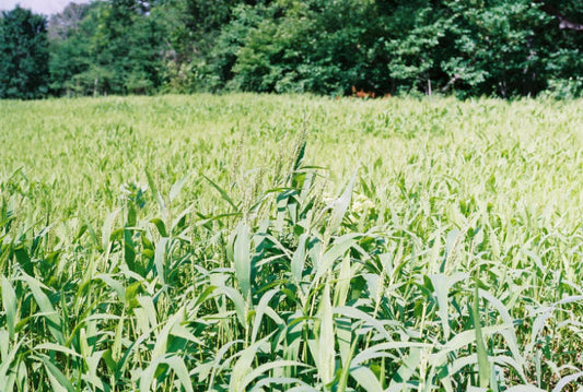 Millet, Browntop (50 pounds)