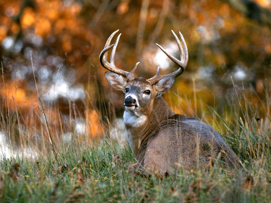 Best Buck Deer Plot Mixture (50 pounds)