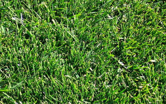 Fescue, T.L.C. Brand (50 pounds)