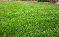 Ryegrass, Gulf Annual (50 pounds)