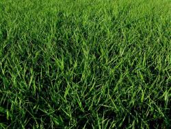 Bahiagrass, Tifquik (CERTIFIED) (40 pounds)