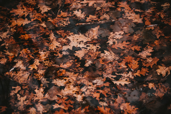 Promotional image