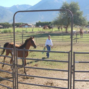 Powder Mountain Round Pen
