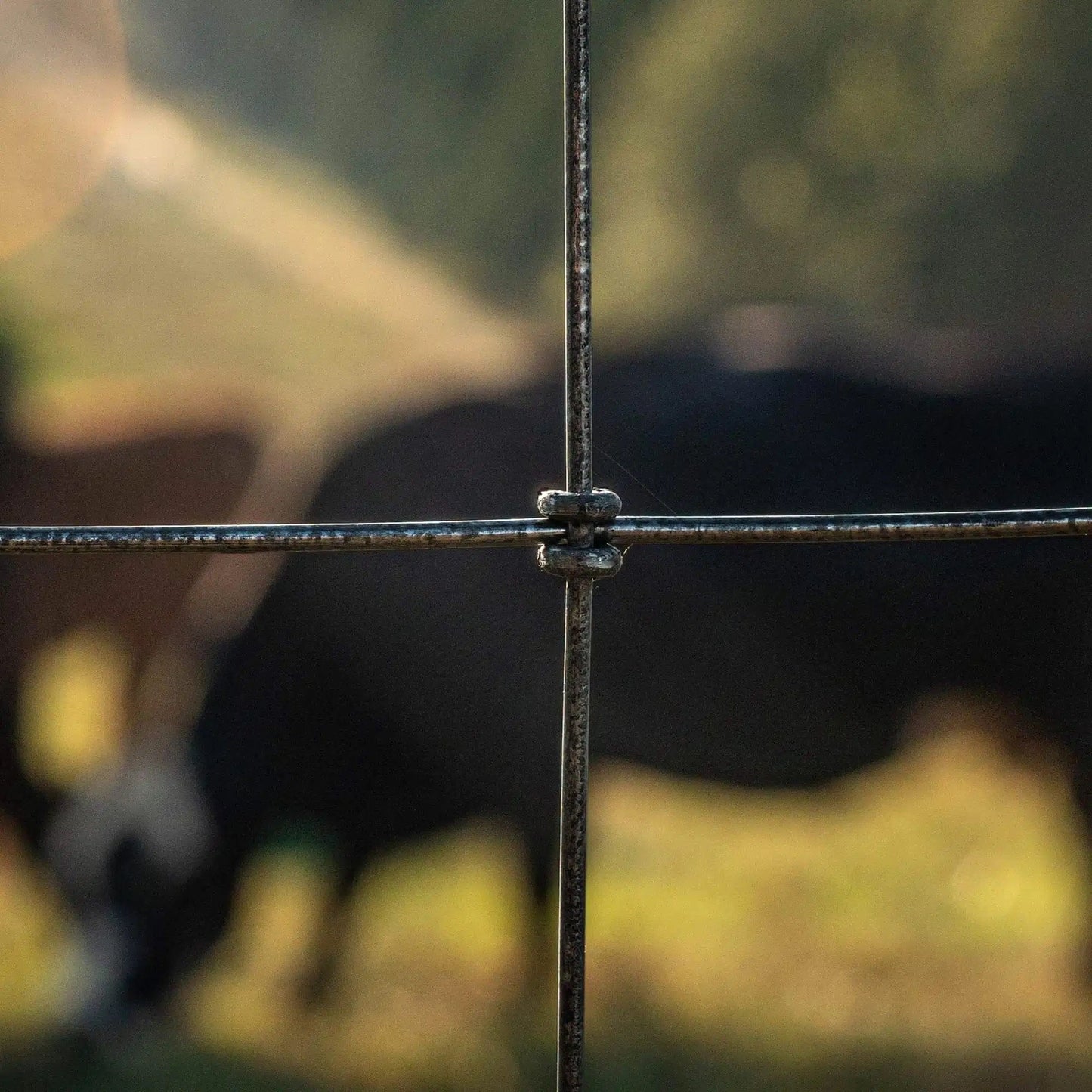 Horse Fence Xtreme Black